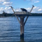 Osprey on nesting platform in Harris Creek, Maryland