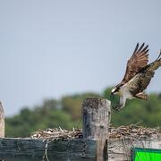 An osprey,  large brown and black bird with yellow eyes, is landing on its nest.