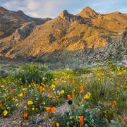 field of wildflowers in the foreground, with brown mountains and blue sky in the background