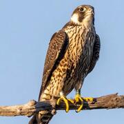 A Peregrine Falcon (band# 1266-00837, color marker 87/BU Silver on Black/Green) sitting on a branch. Plymouth County, MA.
