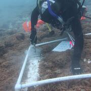 A diver underwater uses a hose to apply paste to corallimorphs in a plot marked by a square of white pipes.