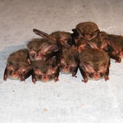 Photo of a group of bats huddled together