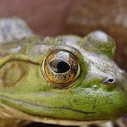 close up photo of American Bullfrog (Lithobates catebeianus)