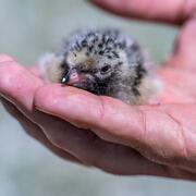 A small fluffy light brown chick with dark speckles is held in hand. 