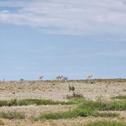 Pronghorn in Southwestern New Mexico