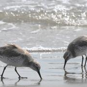 Red Knot Calidris canutus