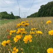 A grassy area below power lines with wildflowers and trees at a distance on both sides