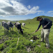 USGS geophysicist servicing a seismometer in a grassy field as a herd of cows watches under partly cloudy skies.