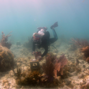 University of Miami Rosenstiel School Ph.D. student, takes a photograph of a baby elkhorn coral on a USGS calcification-assessment 