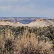 panoramic shot of sagebrush with mesas and canyon landscape in the background