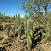 The iconic giant saguaro cactus in the Sonoran Desert | U.S.