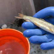 Endangered Klamath Sucker fish held in hand with glove above bucket of water