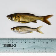 photo of a silver and bighead carps