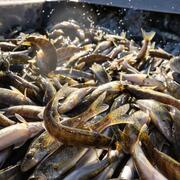 A container filled with young fish