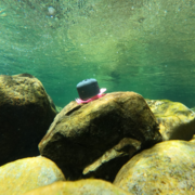 Submerged temperature logger mounted to cobble on riverbed.