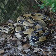 A boa constrictor in southern Miami, Florida lays at the base of a tree. The pattern of the snake allows it to blend in.