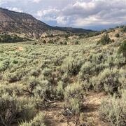 green sagebrush shrubs with bare ground in between and short trees and cliffs in the distance