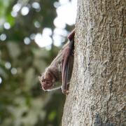 A small brown bat sits on the side of a tree