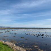 flooded rice field
