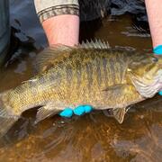 Smallmouth bass