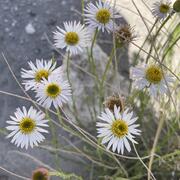 close up of multiple flower heads, flowers have white petals and yellow disc florets