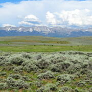sagebrush shrubs in the foreground, grasslands and cattle behind, large mountains with snow in the background