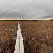 A photograph of arctic wetlands, showing a wooden pathway over the wetlands and the horizon.