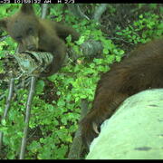A trail camera in Idaho captured rare footage of a bear cub
