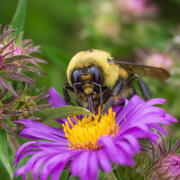 a close-up of a bumble bee face, with proboscis in the yellow center of a purple flower
