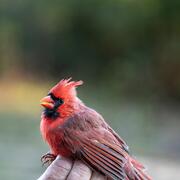 A male (red) Northern Cardinal being held by a bander after receiving a bird band on the leg at the USGS Bird Banding Lab's b