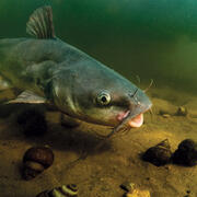 A large fish swimming underwater.