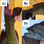 Collage of 5 close up photos of various species of field-collected freshwater fish displaying DELT