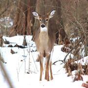 white tailed deer with black eyes, black nose, white ears and tail, and brown fur, standing in snow near the woods