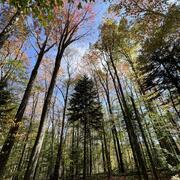 Red spruce in the Central Appalachian Mountains, West Virginia