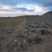 half of a field is covered in sagebrush, half is bare dirt and mowed brown grass, a road is in the distance to the left