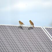 Grassland birds perched on a solar panel 