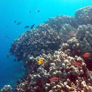 coral reef with fish and blue water