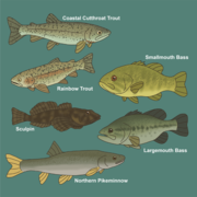 Lake Washington Fish Community