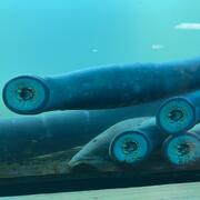 lamprey mouths attached to the side of a glass tank in blue-green water