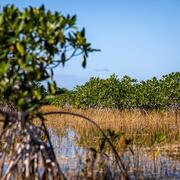 Mangrove in Everglades