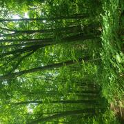 green leaves on trees in michigan