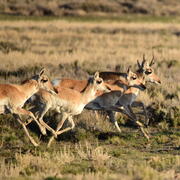 a group of six pronghorn running through grasses