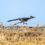 a roadrunner quickly runs along dried grasses, blue sky in background