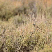a bird sits on a sagebrush branch in a field of sagebrush
