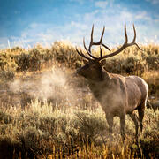 horned elk exhales fog, surrounded by sagebrush shrubs