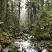 A stream cascades down a steep forested hill