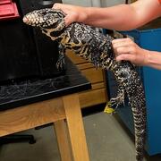 two hands hold up a large black and white spotted lizard, with tables and lab equipment in the background