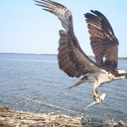 Studies of environmental contaminant exposure in the osprey and their food web in Chesapeake Bay