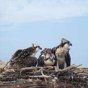 Assessing exposure to environmental contaminants in Chesapeake Bay ospreys