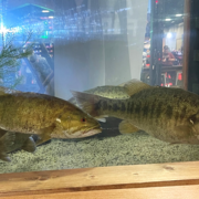 Two black bass (Micropterus spp.) caught during the 2026 Bassmaster Classic in Knoxville, TN held on the Tennessee River. The fish on the left is a smallmouth bass, the fish on the right is what is known by bass anglers as a “meanmouth,” which is a hybrid between Alabama bass (M. henshalli) and smallmouth bass (M. dolomieu).  Tom Miles, TTU PhD student